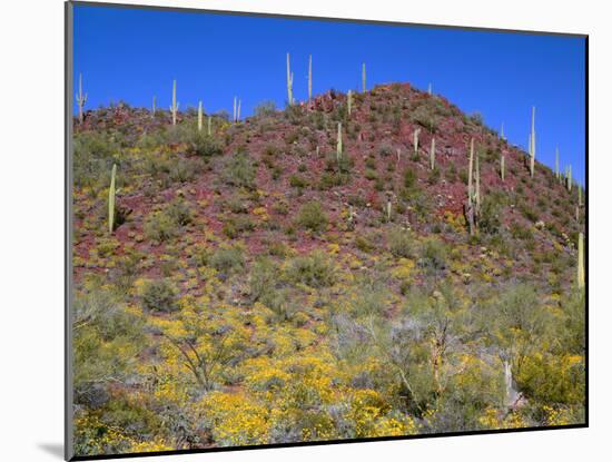 Saguaro National Park, Brittlebush Blooms Beneath Saguaro Cacti in Red Hills Area-John Barger-Mounted Photographic Print