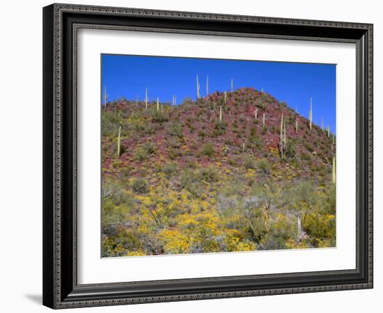 Saguaro National Park, Brittlebush Blooms Beneath Saguaro Cacti in Red Hills Area-John Barger-Framed Photographic Print