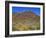 Saguaro National Park, Brittlebush Blooms Beneath Saguaro Cacti in Red Hills Area-John Barger-Framed Photographic Print