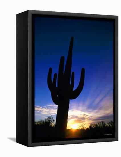 Saguaro National Park, Cactus, Sunset, Arizona, USA-Steve Vidler-Framed Premier Image Canvas