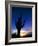 Saguaro National Park, Cactus, Sunset, Arizona, USA-Steve Vidler-Framed Photographic Print