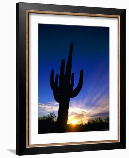 Saguaro National Park, Cactus, Sunset, Arizona, USA-Steve Vidler-Framed Photographic Print