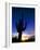 Saguaro National Park, Cactus, Sunset, Arizona, USA-Steve Vidler-Framed Photographic Print