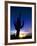 Saguaro National Park, Cactus, Sunset, Arizona, USA-Steve Vidler-Framed Photographic Print