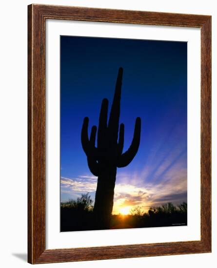 Saguaro National Park, Cactus, Sunset, Arizona, USA-Steve Vidler-Framed Photographic Print