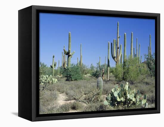 Saguaro Organ Pipe Cactus and Prickly Pear Cactus, Saguaro National Monument, Tucson, Arizona, USA-Anthony Waltham-Framed Premier Image Canvas