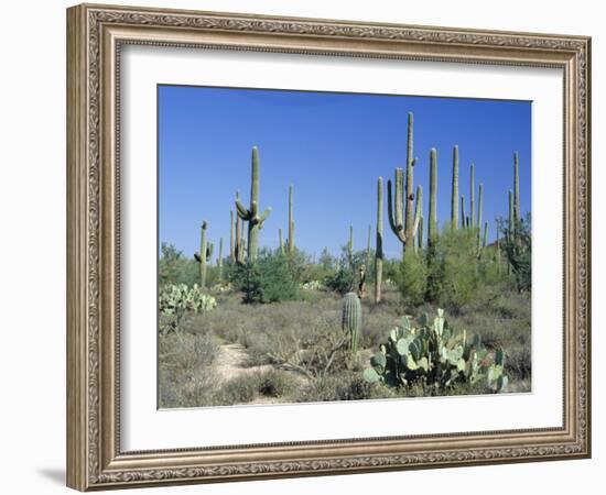 Saguaro Organ Pipe Cactus and Prickly Pear Cactus, Saguaro National Monument, Tucson, Arizona, USA-Anthony Waltham-Framed Photographic Print