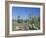 Saguaro Organ Pipe Cactus and Prickly Pear Cactus, Saguaro National Monument, Tucson, Arizona, USA-Anthony Waltham-Framed Photographic Print