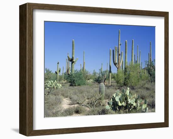 Saguaro Organ Pipe Cactus and Prickly Pear Cactus, Saguaro National Monument, Tucson, Arizona, USA-Anthony Waltham-Framed Photographic Print