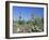 Saguaro Organ Pipe Cactus and Prickly Pear Cactus, Saguaro National Monument, Tucson, Arizona, USA-Anthony Waltham-Framed Photographic Print