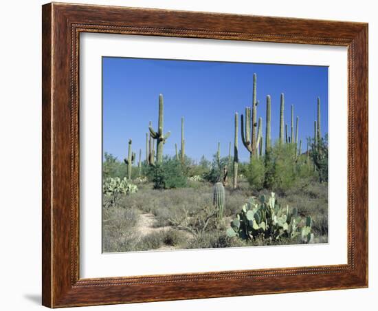 Saguaro Organ Pipe Cactus and Prickly Pear Cactus, Saguaro National Monument, Tucson, Arizona, USA-Anthony Waltham-Framed Photographic Print