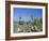 Saguaro Organ Pipe Cactus and Prickly Pear Cactus, Saguaro National Monument, Tucson, Arizona, USA-Anthony Waltham-Framed Photographic Print