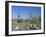 Saguaro Organ Pipe Cactus and Prickly Pear Cactus, Saguaro National Monument, Tucson, Arizona, USA-Anthony Waltham-Framed Photographic Print