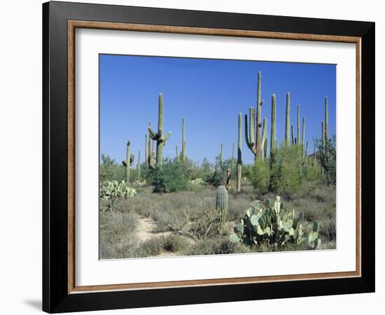 Saguaro Organ Pipe Cactus and Prickly Pear Cactus, Saguaro National Monument, Tucson, Arizona, USA-Anthony Waltham-Framed Photographic Print