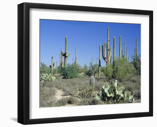 Saguaro Organ Pipe Cactus and Prickly Pear Cactus, Saguaro National Monument, Tucson, Arizona, USA-Anthony Waltham-Framed Photographic Print