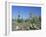 Saguaro Organ Pipe Cactus and Prickly Pear Cactus, Saguaro National Monument, Tucson, Arizona, USA-Anthony Waltham-Framed Photographic Print