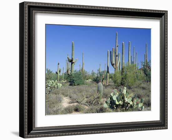 Saguaro Organ Pipe Cactus and Prickly Pear Cactus, Saguaro National Monument, Tucson, Arizona, USA-Anthony Waltham-Framed Photographic Print