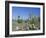 Saguaro Organ Pipe Cactus and Prickly Pear Cactus, Saguaro National Monument, Tucson, Arizona, USA-Anthony Waltham-Framed Photographic Print