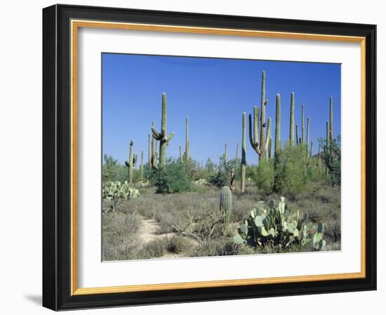 Saguaro Organ Pipe Cactus and Prickly Pear Cactus, Saguaro National Monument, Tucson, Arizona, USA-Anthony Waltham-Framed Photographic Print