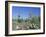 Saguaro Organ Pipe Cactus and Prickly Pear Cactus, Saguaro National Monument, Tucson, Arizona, USA-Anthony Waltham-Framed Photographic Print