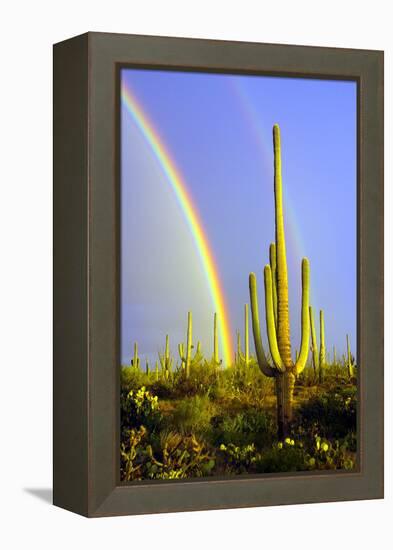 Saguaro Rainbow II-Douglas Taylor-Framed Premier Image Canvas