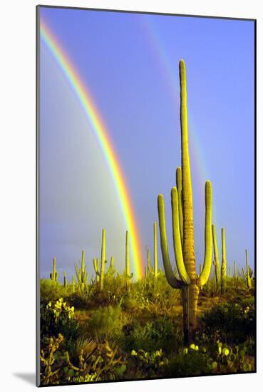 Saguaro Rainbow II-Douglas Taylor-Mounted Photographic Print