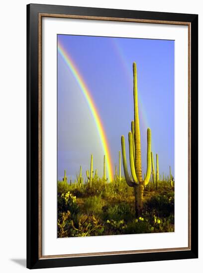 Saguaro Rainbow II-Douglas Taylor-Framed Photographic Print