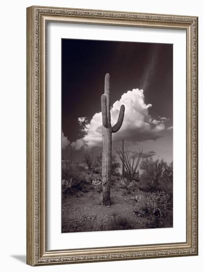 Saguaro Sunset Arizona BW-Steve Gadomski-Framed Photographic Print
