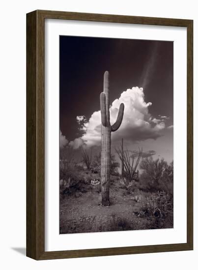 Saguaro Sunset Arizona BW-Steve Gadomski-Framed Photographic Print