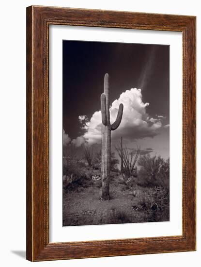 Saguaro Sunset Arizona BW-Steve Gadomski-Framed Photographic Print