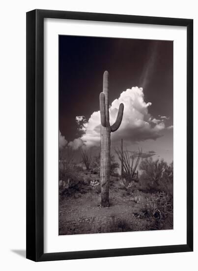 Saguaro Sunset Arizona BW-Steve Gadomski-Framed Photographic Print