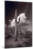 Saguaro Sunset Arizona BW-Steve Gadomski-Mounted Photographic Print