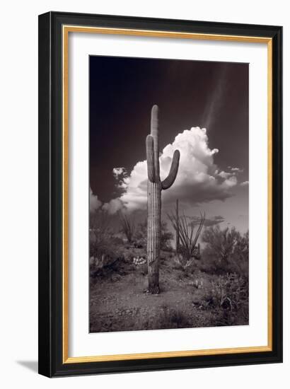 Saguaro Sunset Arizona BW-Steve Gadomski-Framed Photographic Print
