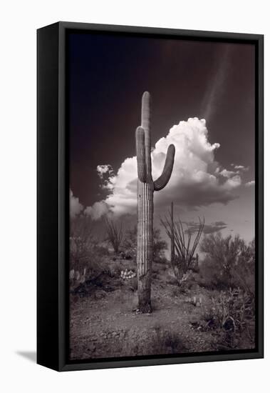 Saguaro Sunset Arizona BW-Steve Gadomski-Framed Premier Image Canvas