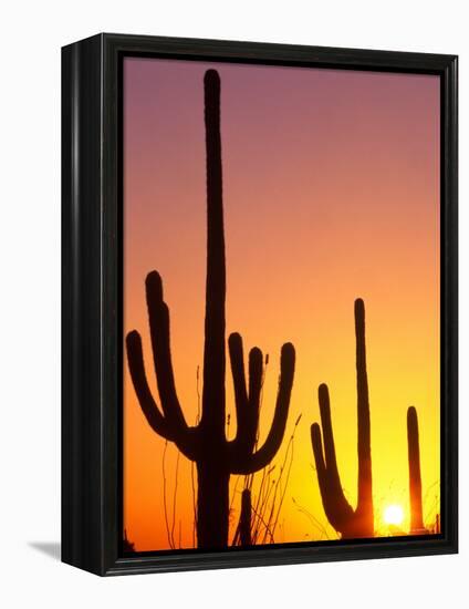 Saguaro Sunset, Saguaro National Park, Arizona, USA-Rob Tilley-Framed Premier Image Canvas