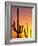 Saguaro Sunset, Saguaro National Park, Arizona, USA-Rob Tilley-Framed Photographic Print