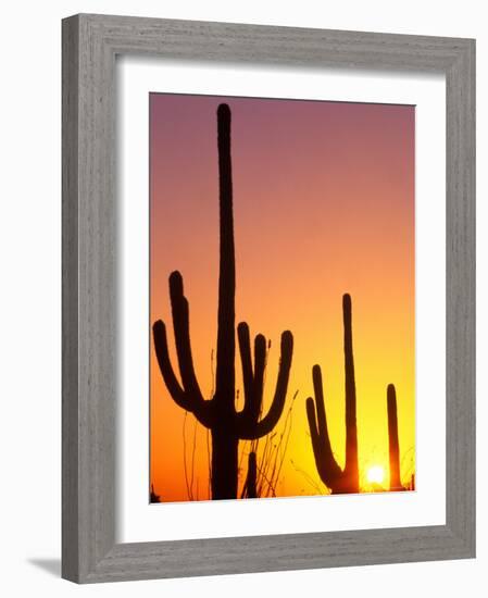 Saguaro Sunset, Saguaro National Park, Arizona, USA-Rob Tilley-Framed Photographic Print