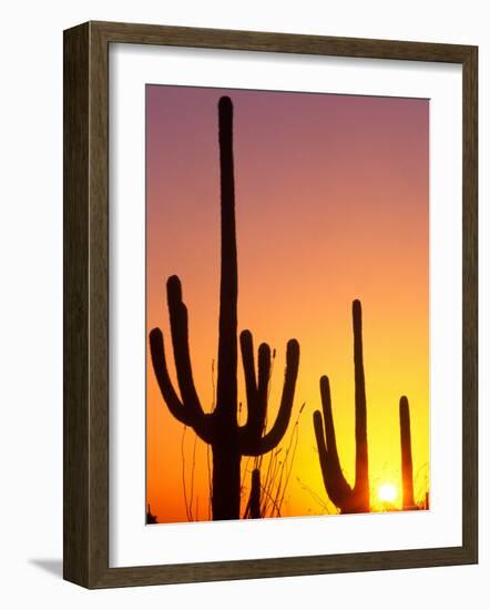 Saguaro Sunset, Saguaro National Park, Arizona, USA-Rob Tilley-Framed Photographic Print