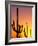 Saguaro Sunset, Saguaro National Park, Arizona, USA-Rob Tilley-Framed Photographic Print