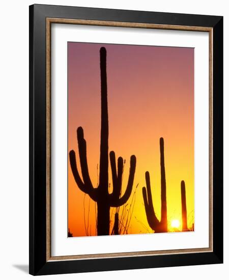 Saguaro Sunset, Saguaro National Park, Arizona, USA-Rob Tilley-Framed Photographic Print