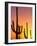 Saguaro Sunset, Saguaro National Park, Arizona, USA-Rob Tilley-Framed Photographic Print