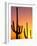 Saguaro Sunset, Saguaro National Park, Arizona, USA-Rob Tilley-Framed Photographic Print