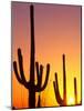 Saguaro Sunset, Saguaro National Park, Arizona, USA-Rob Tilley-Mounted Photographic Print