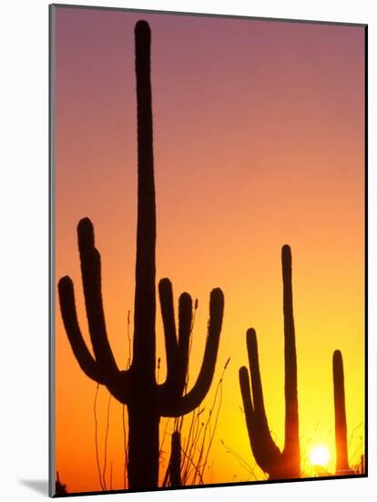 Saguaro Sunset, Saguaro National Park, Arizona, USA-Rob Tilley-Mounted Photographic Print