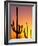 Saguaro Sunset, Saguaro National Park, Arizona, USA-Rob Tilley-Framed Photographic Print