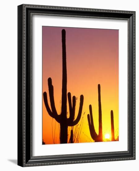 Saguaro Sunset, Saguaro National Park, Arizona, USA-Rob Tilley-Framed Photographic Print