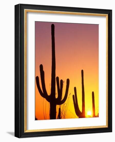 Saguaro Sunset, Saguaro National Park, Arizona, USA-Rob Tilley-Framed Photographic Print