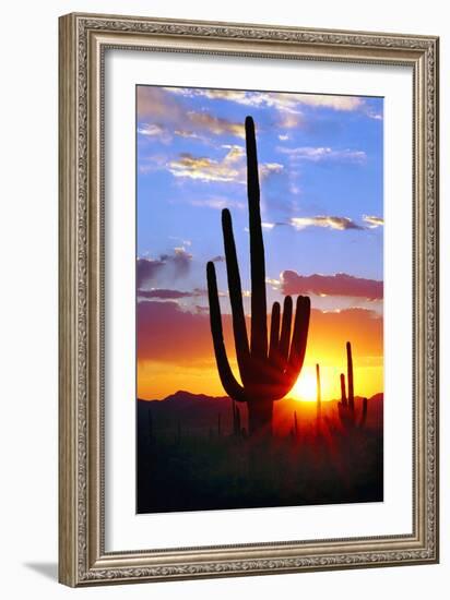 Saguaro Sunset-Douglas Taylor-Framed Photographic Print