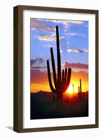 Saguaro Sunset-Douglas Taylor-Framed Photographic Print