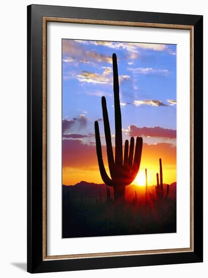 Saguaro Sunset-Douglas Taylor-Framed Photographic Print